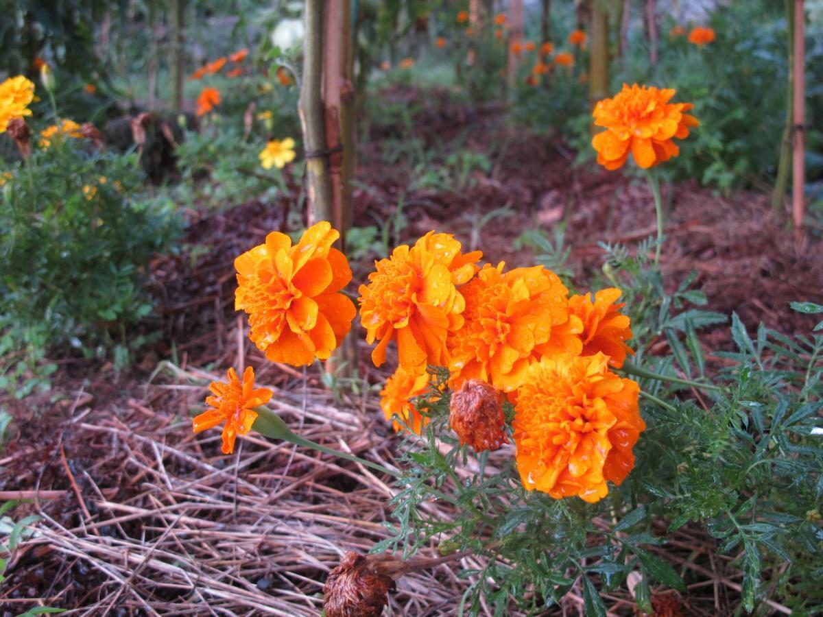 Cottage Poppy Tursac Eksteriør billede